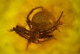 Fossil Beetle (Coleoptera) & Spider (Araneae) In Baltic Amber #166236-2